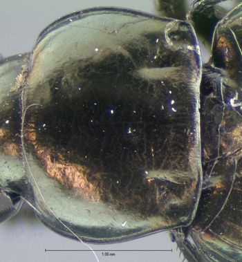 Media type: image; Entomology 5648   Aspect: pronotum dorsal